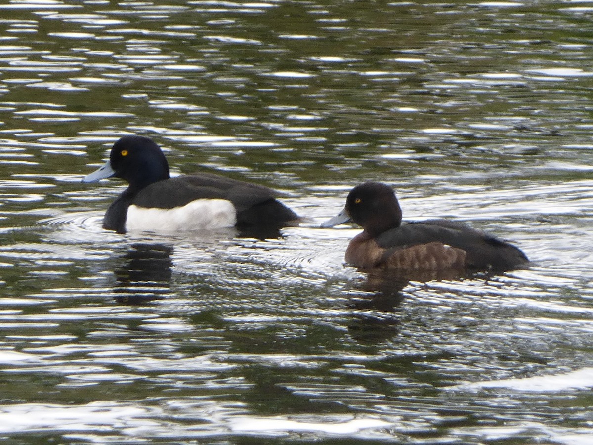 Tufted Duck - ML620100000