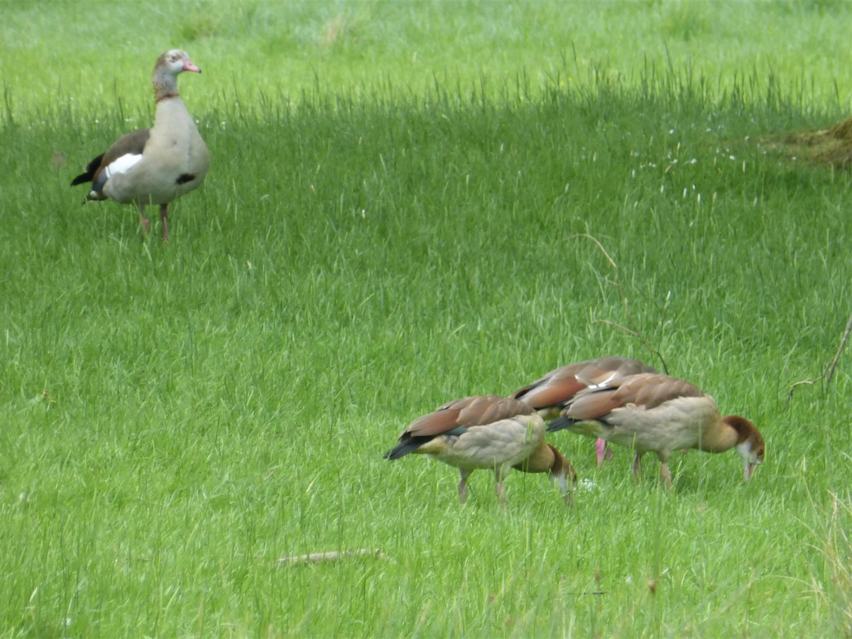 Egyptian Goose - ML620100003