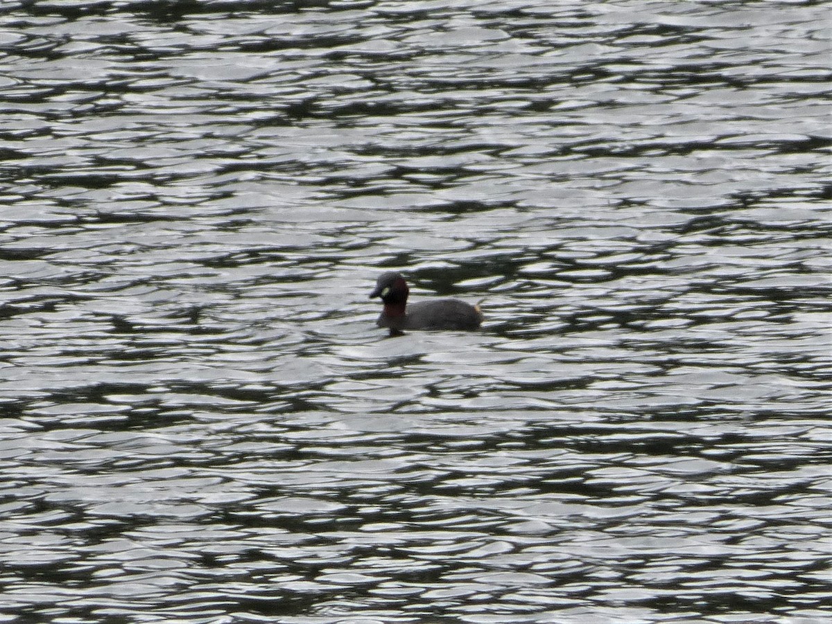 Little Grebe - ML620100005