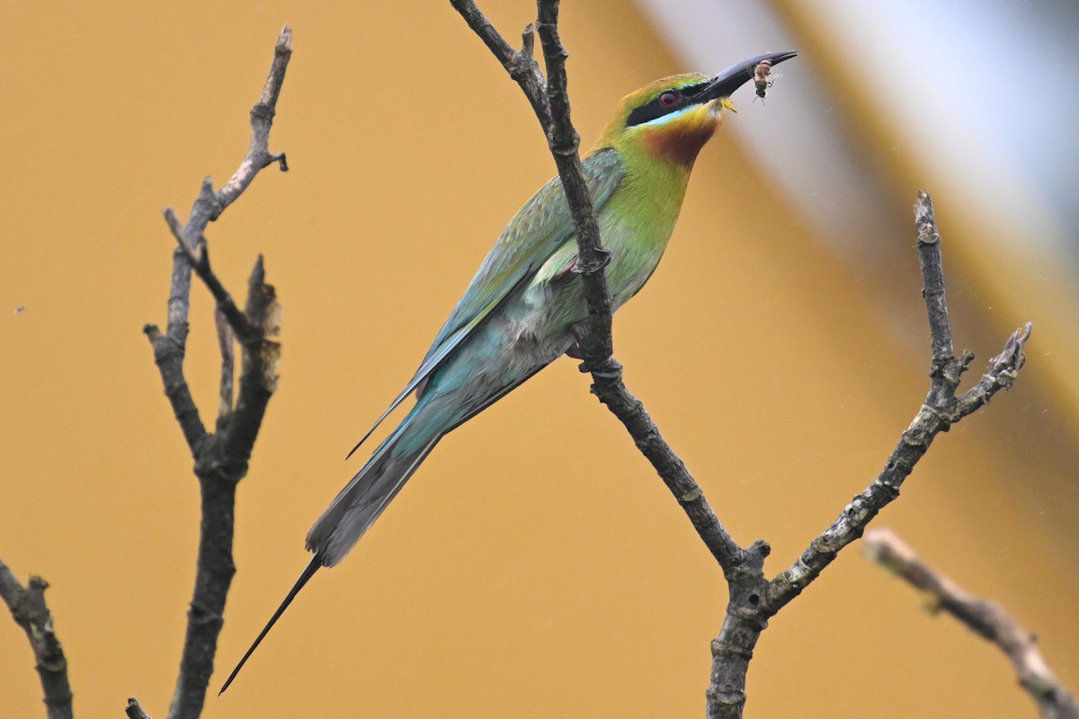 Blue-tailed Bee-eater - ML620100014