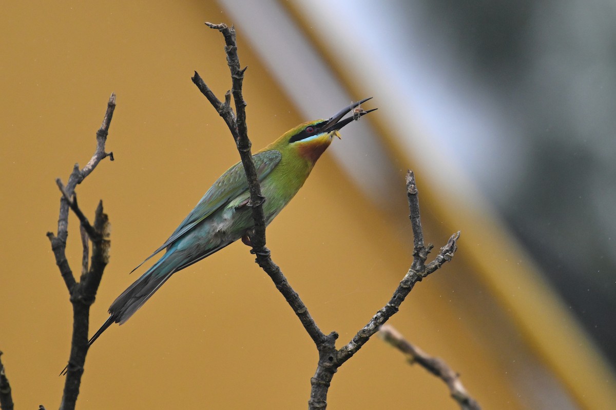 Blue-tailed Bee-eater - ML620100015