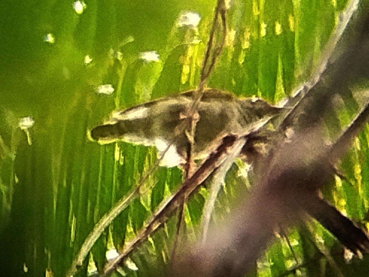 Gray-breasted Spiderhunter - ML620100027