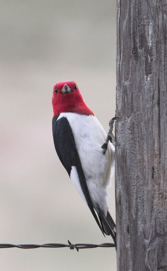 Red-headed Woodpecker - ML620100040