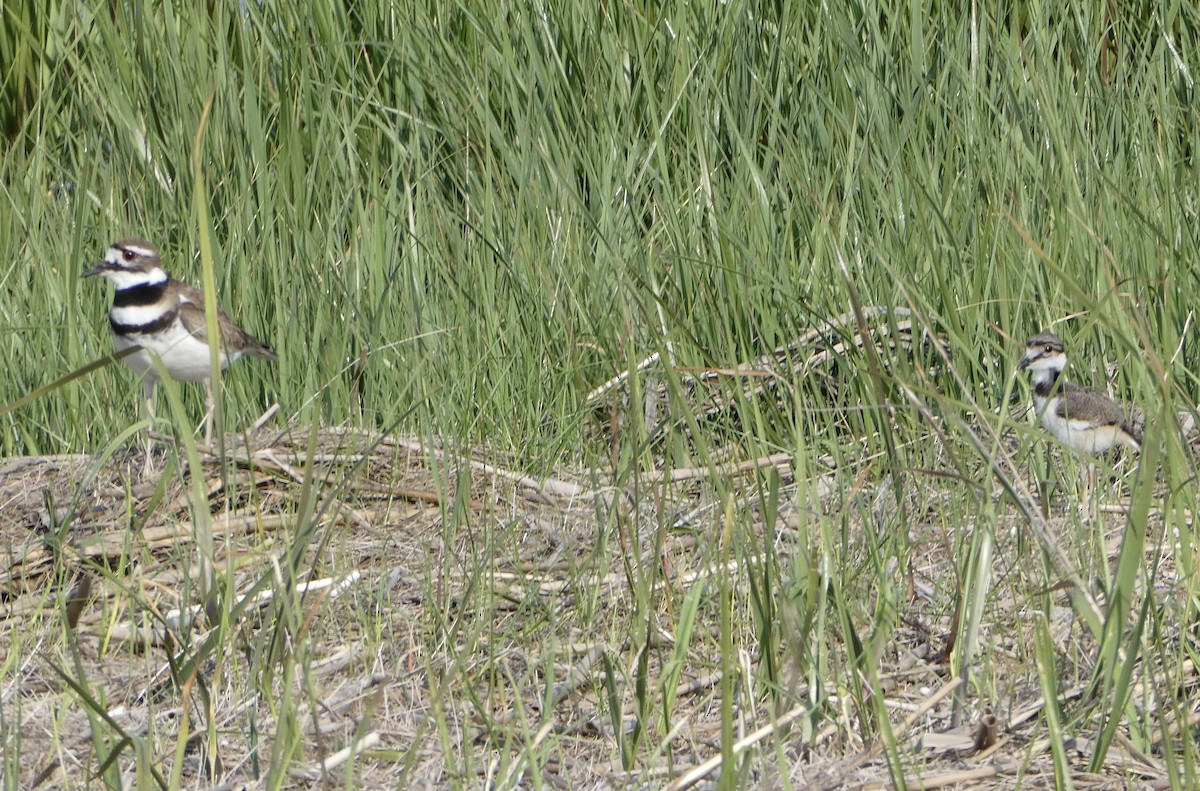 Killdeer - ML620100052