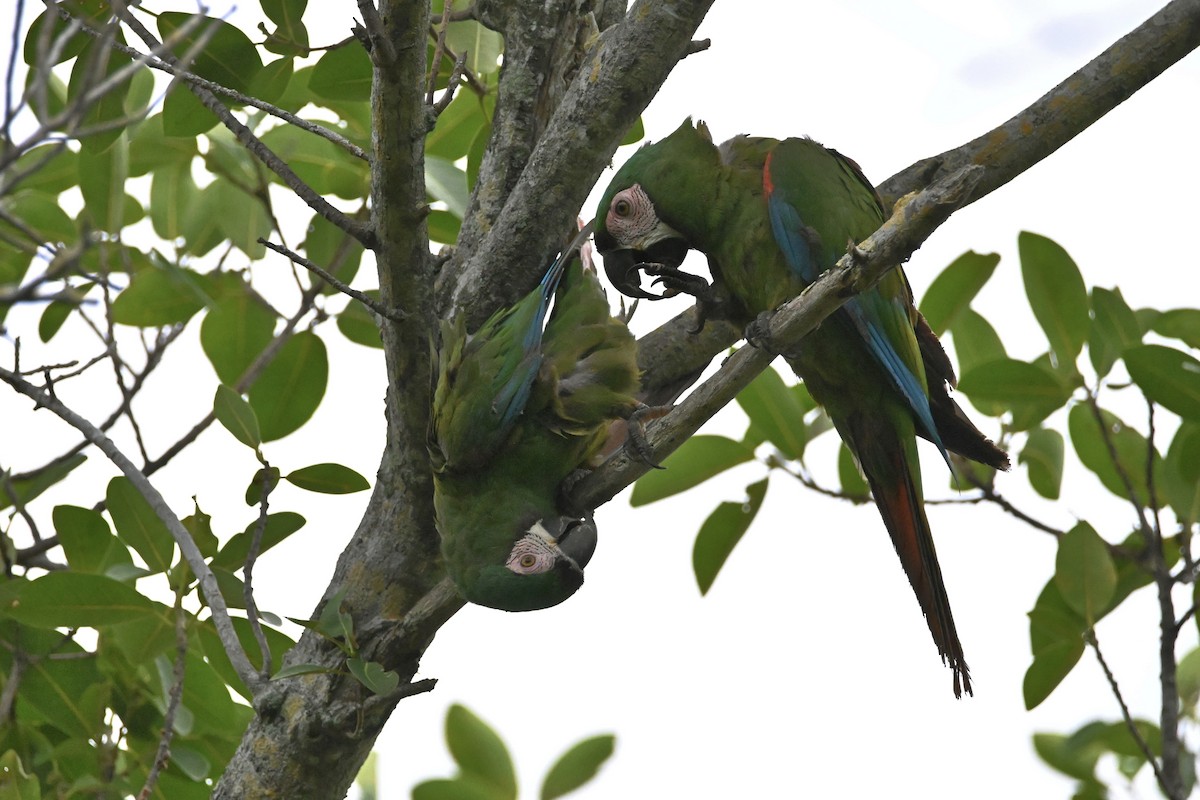 Chestnut-fronted Macaw - ML620100060