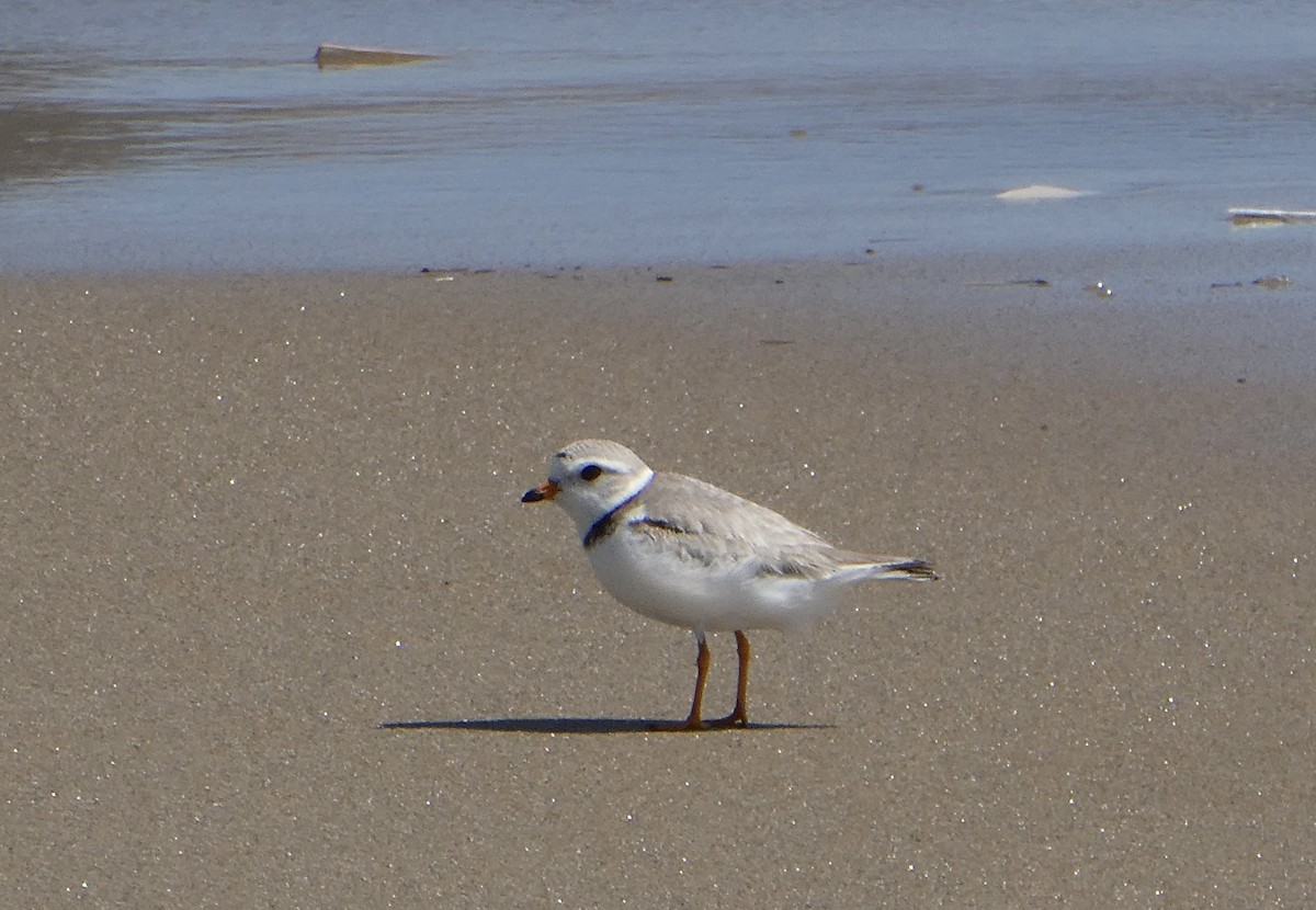 Piping Plover - ML620100062