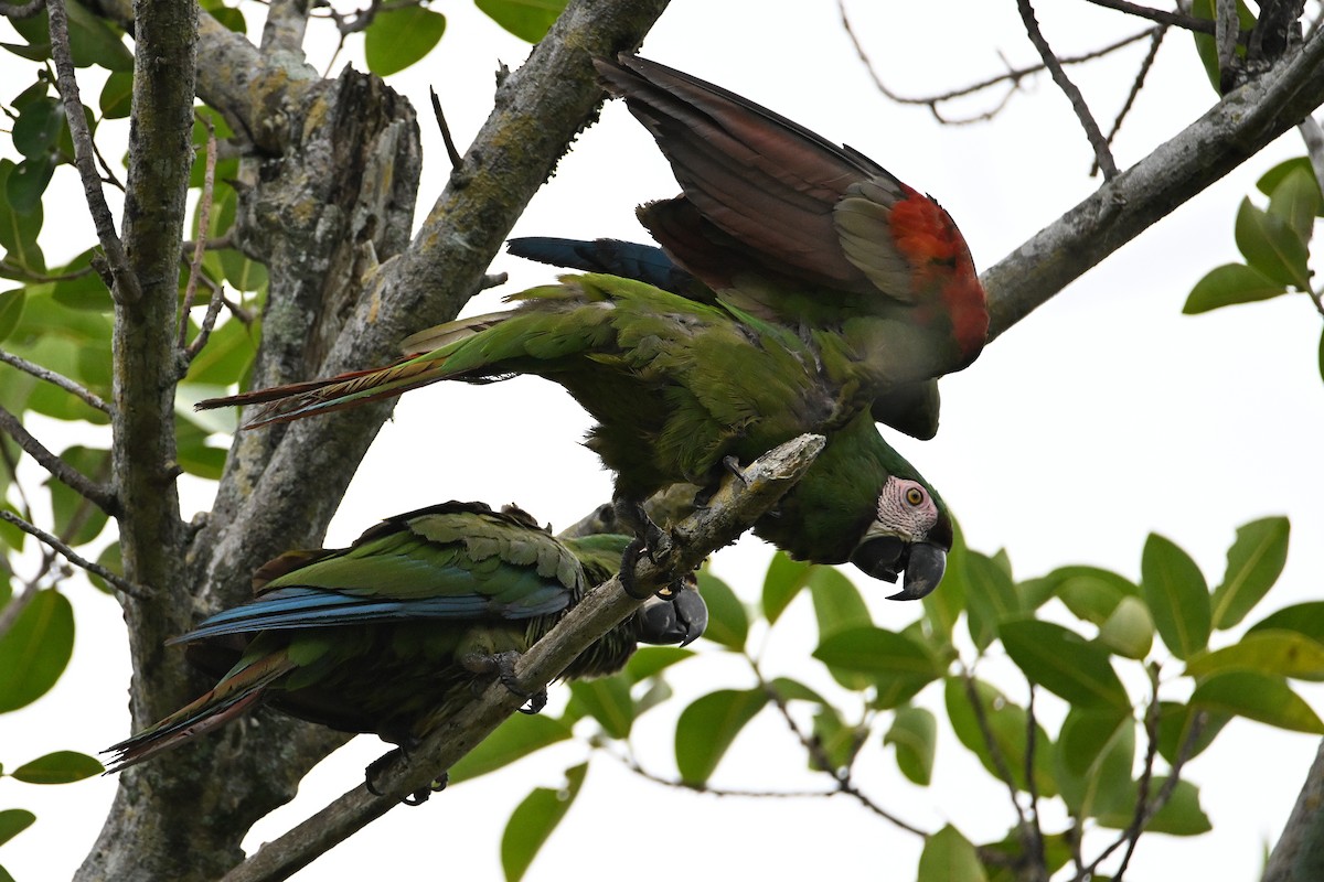 Chestnut-fronted Macaw - ML620100065