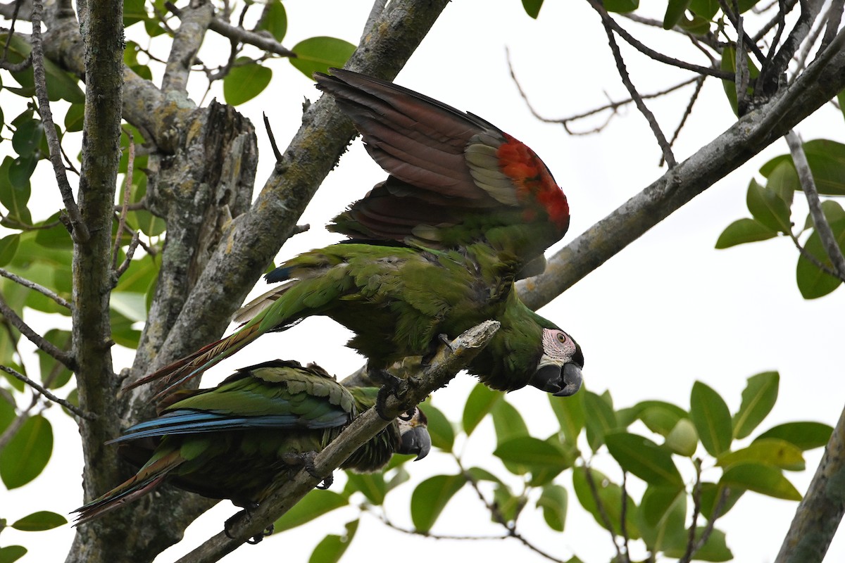 Chestnut-fronted Macaw - ML620100067