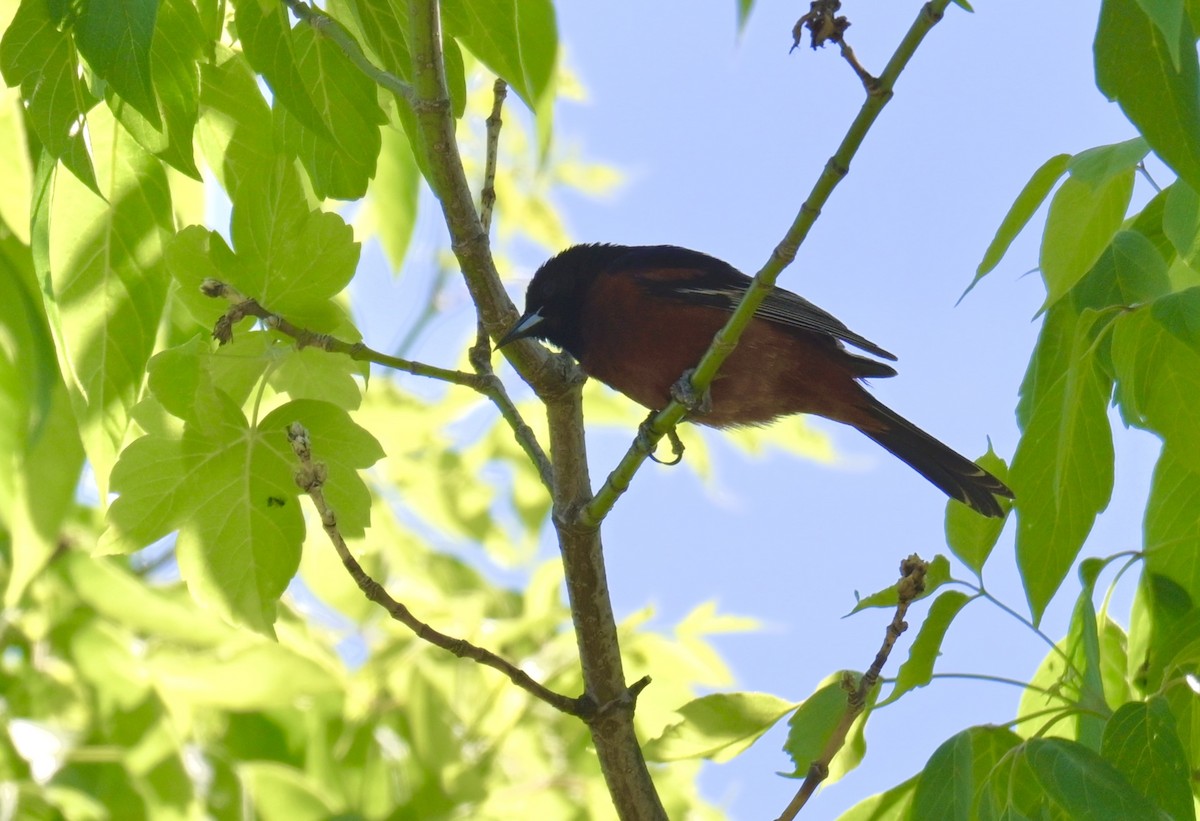 Orchard Oriole - ML620100077