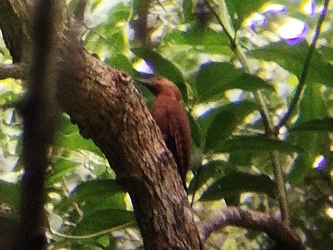 Rufous Woodpecker - ML620100085
