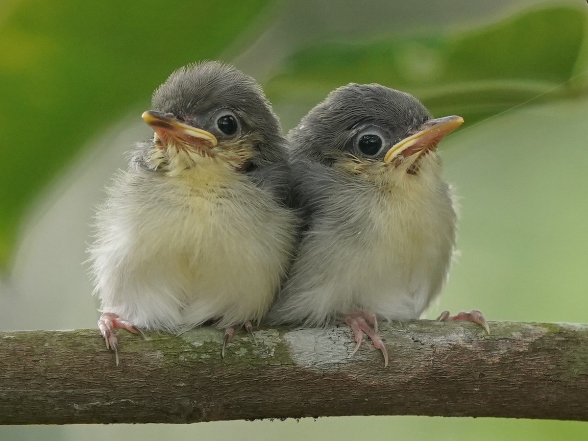 Ashy Tailorbird - ML620100093