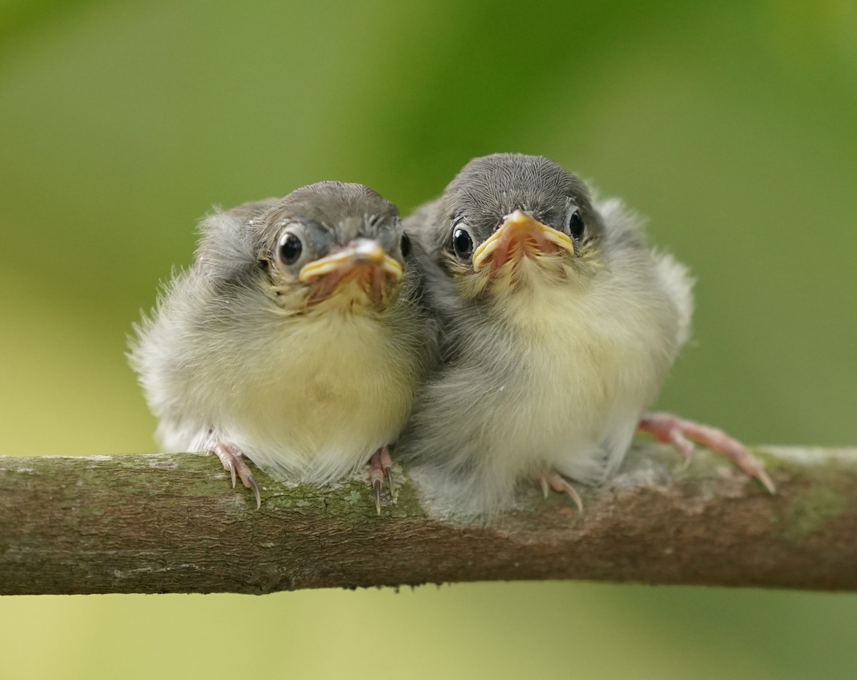 Ashy Tailorbird - ML620100094