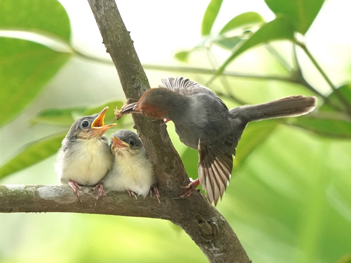 Ashy Tailorbird - ML620100095