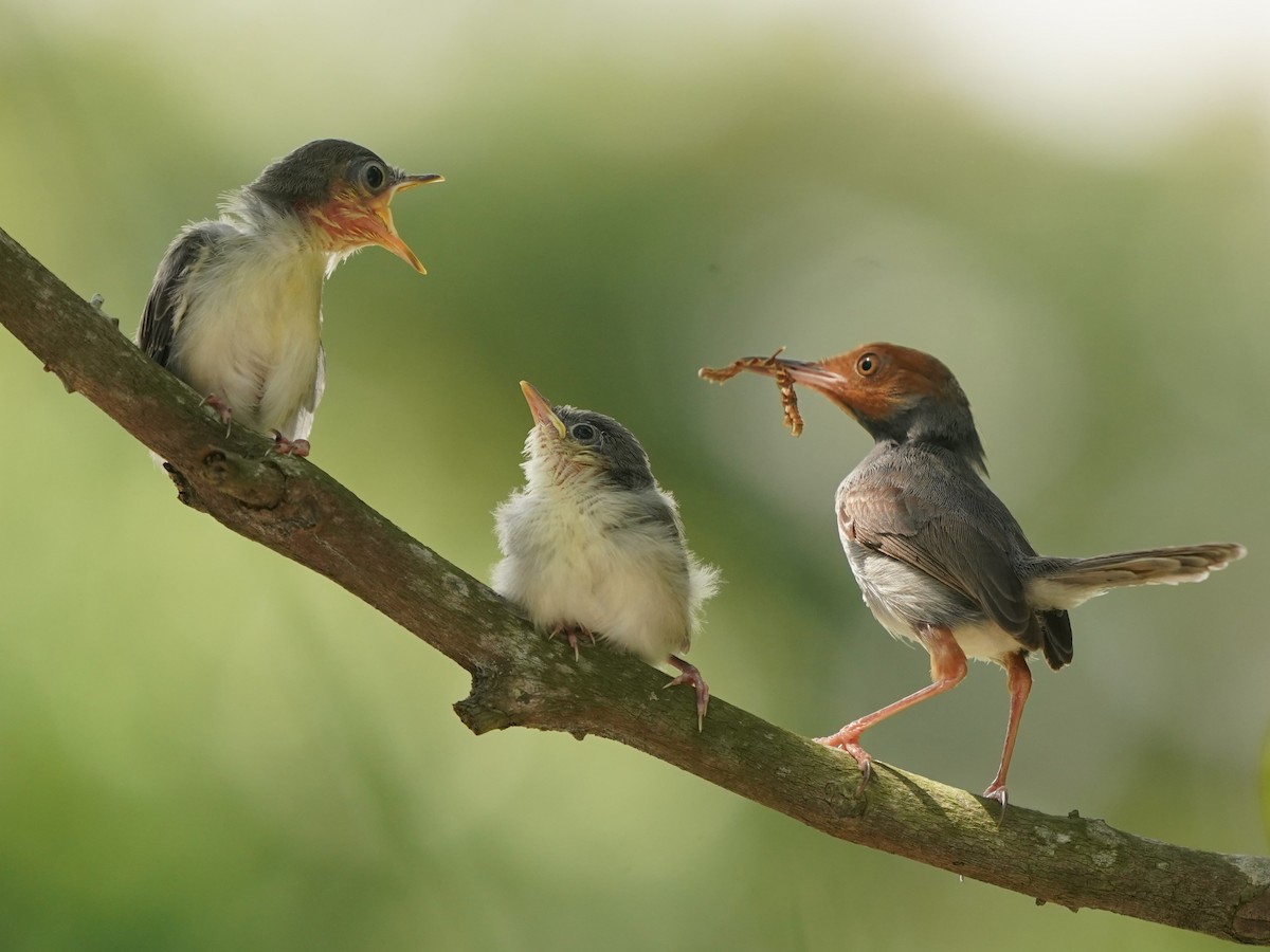 Ashy Tailorbird - ML620100096