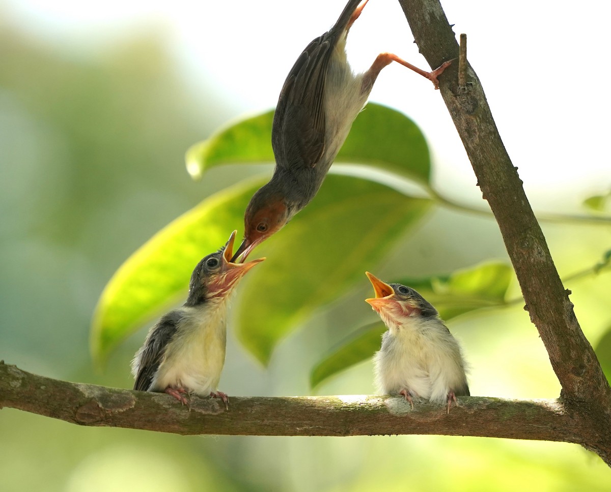 Ashy Tailorbird - ML620100097