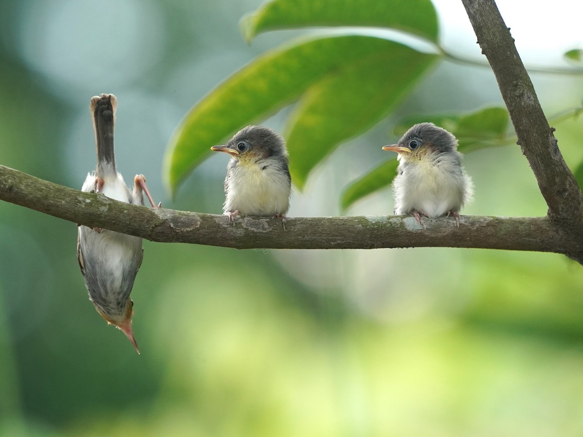 Ashy Tailorbird - ML620100098