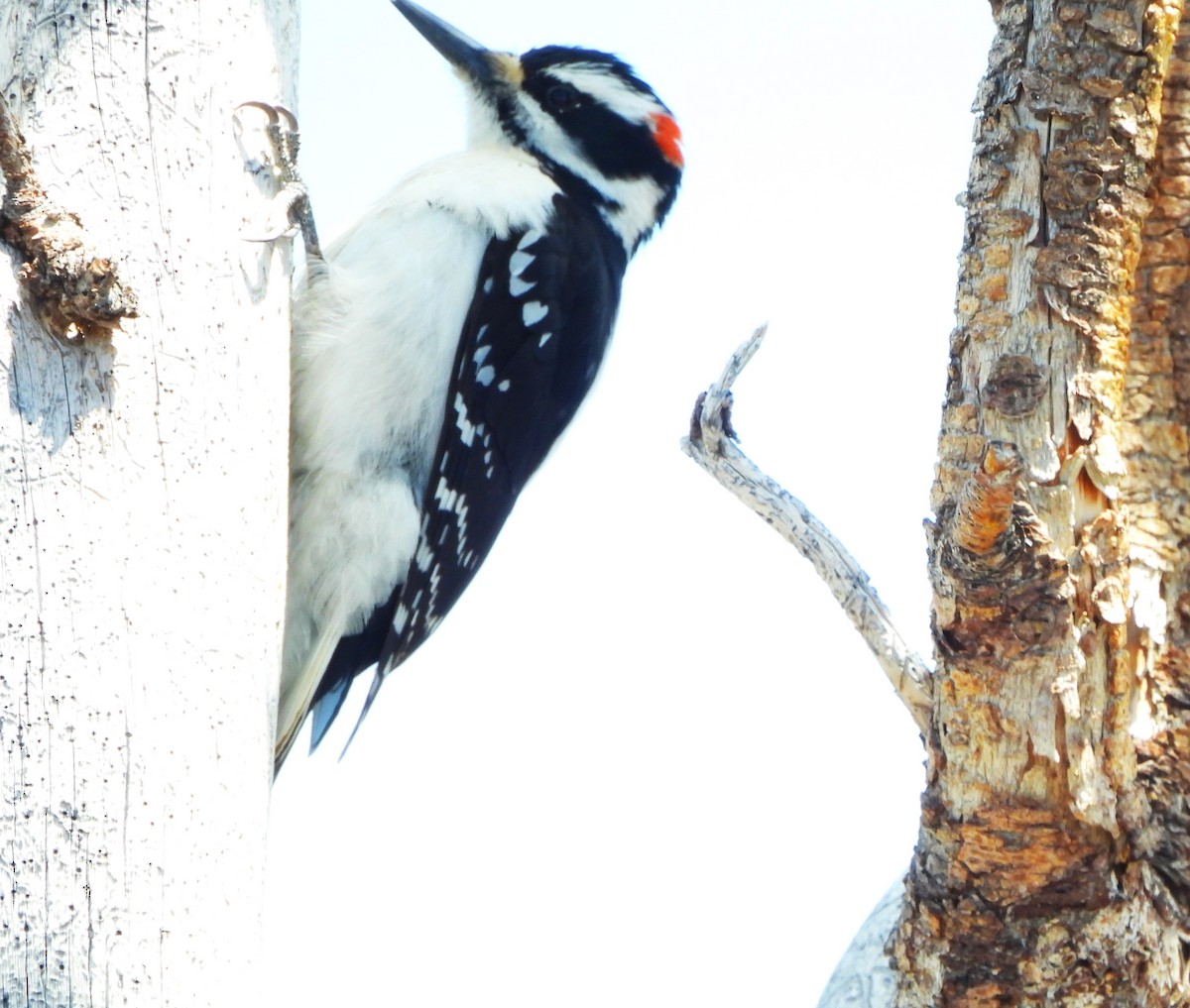 Hairy Woodpecker - ML620100104