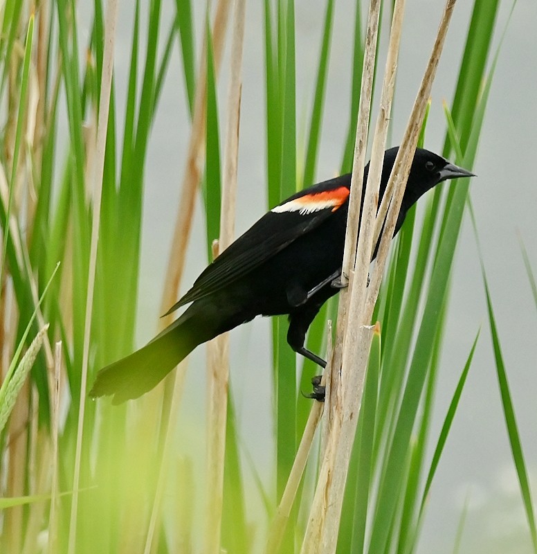 Red-winged Blackbird - ML620100105