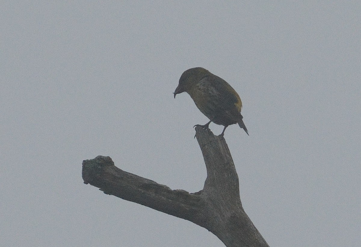 Red Crossbill - ML620100110