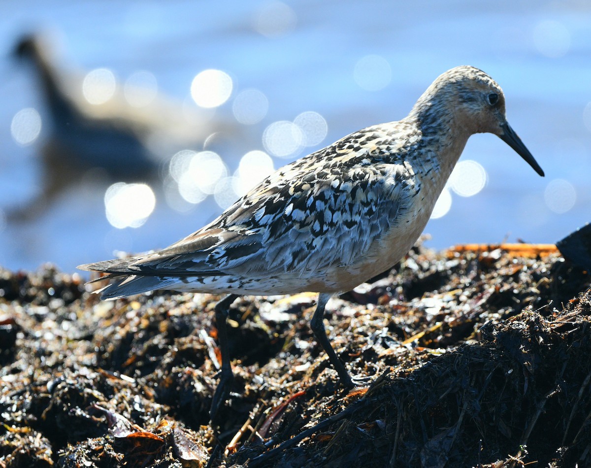 Red Knot - ML620100111