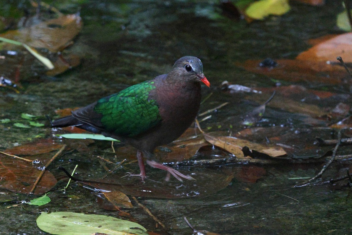 Asian Emerald Dove - ML620100114