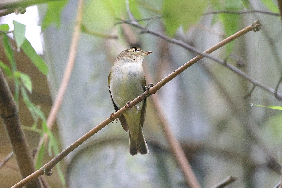 Mosquitero Boreal - ML620100121