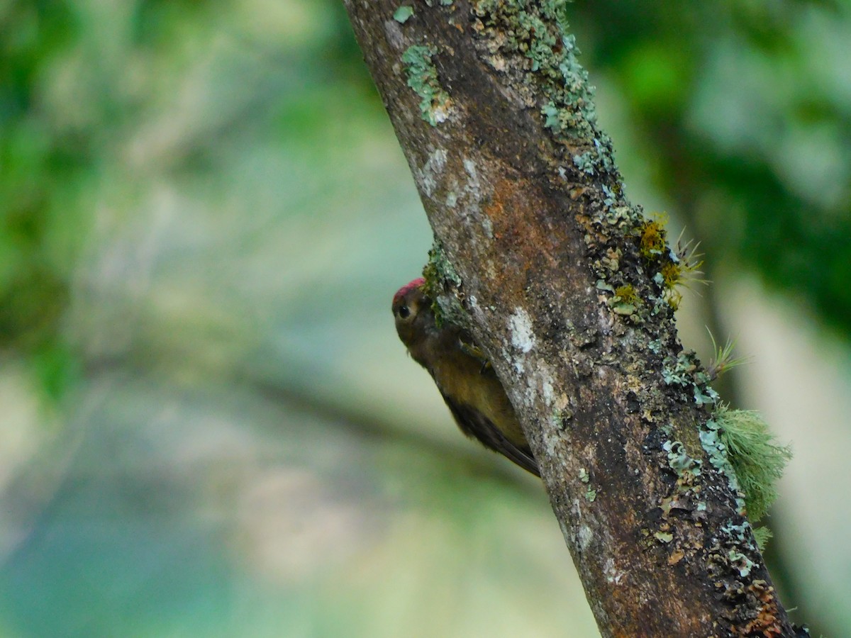 Smoky-brown Woodpecker - ML620100123