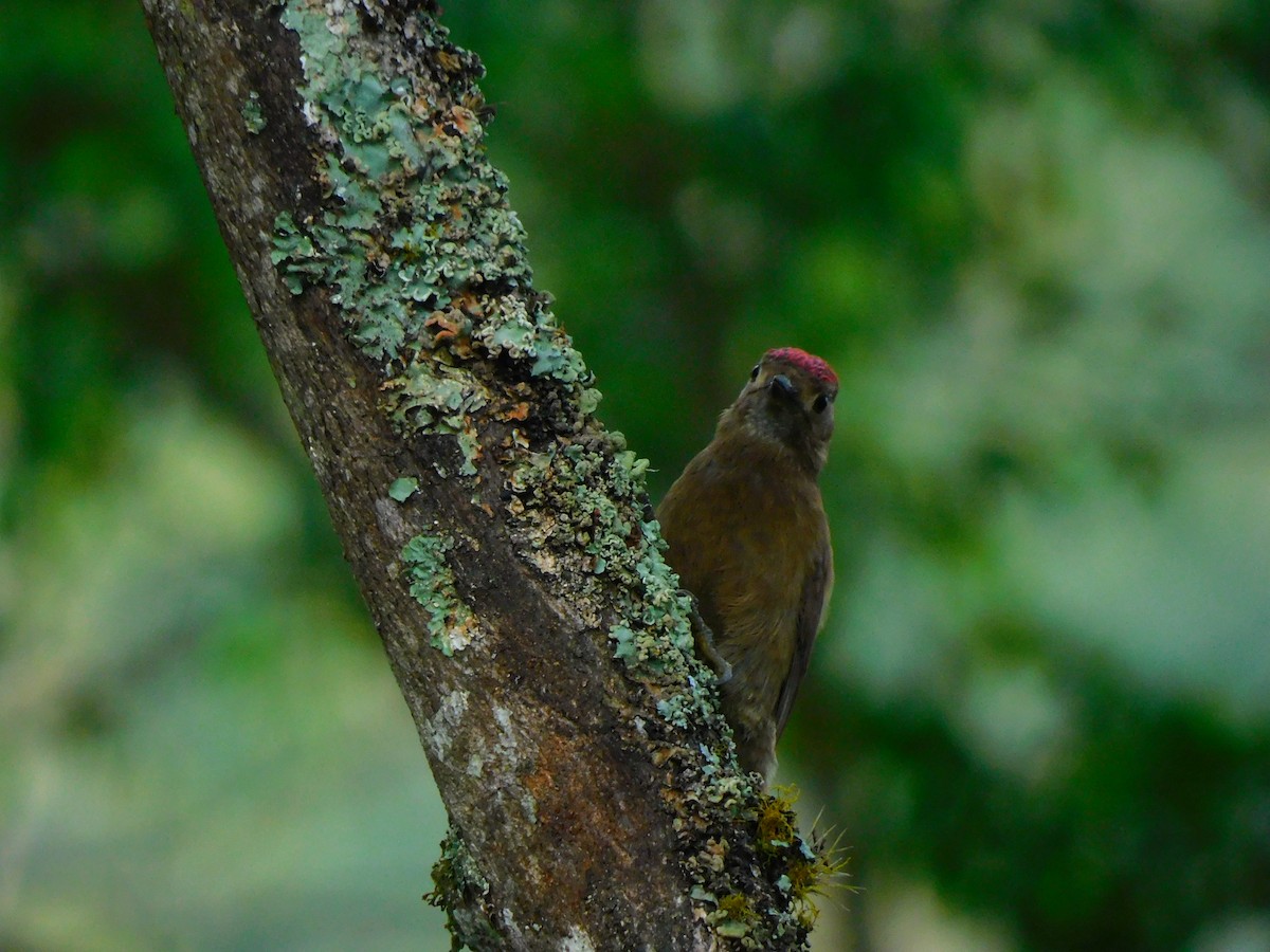 Smoky-brown Woodpecker - ML620100125