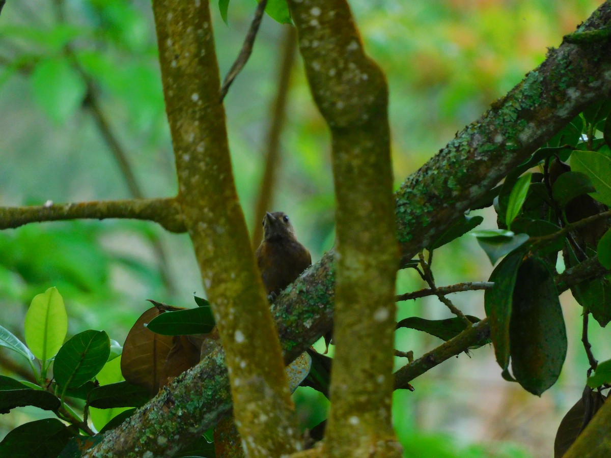 Smoky-brown Woodpecker - ML620100126