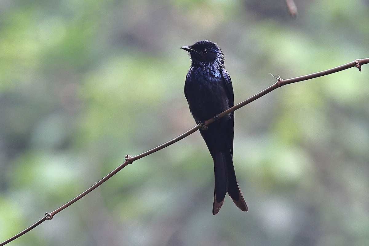 Bronzed Drongo - ML620100141