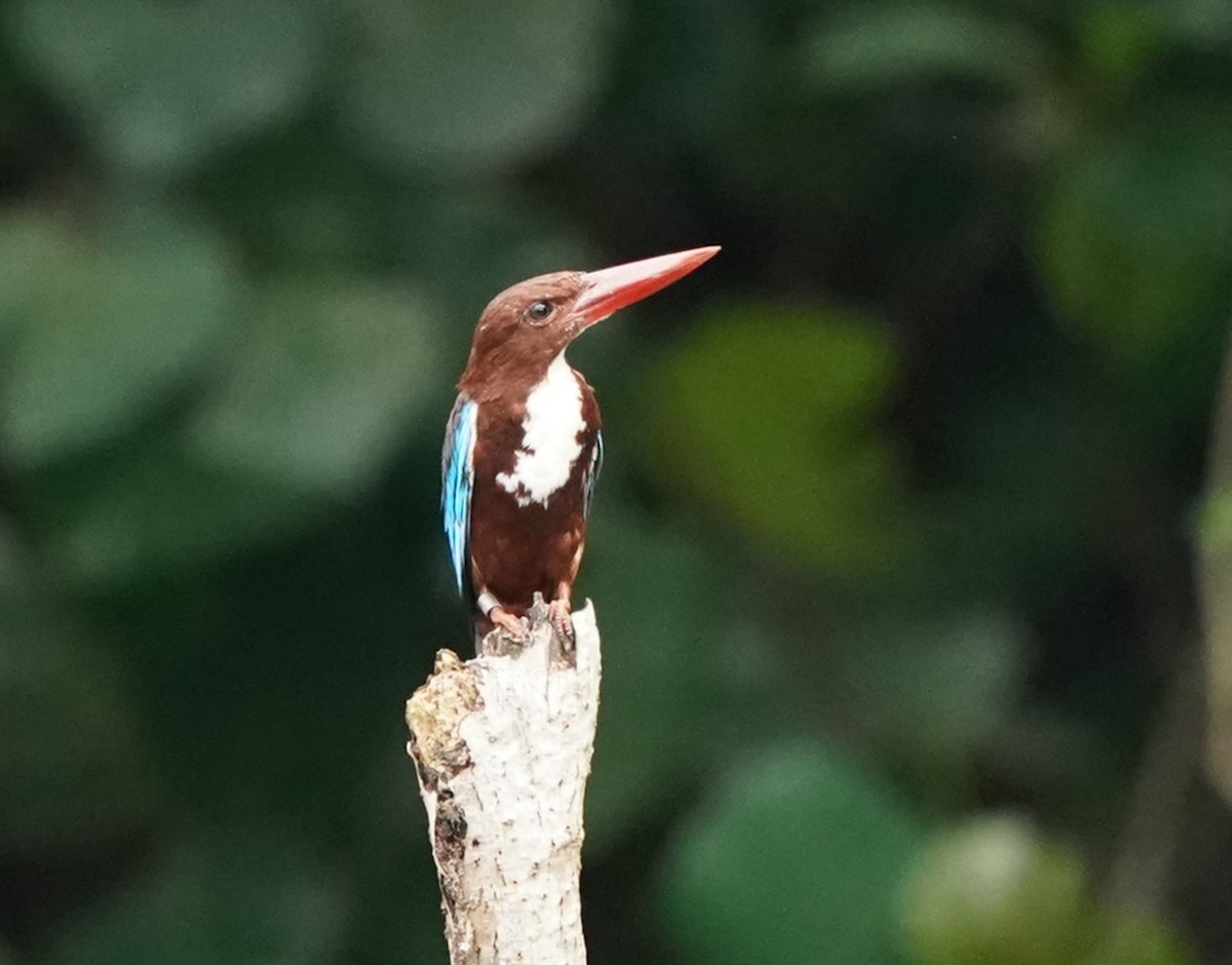 White-throated Kingfisher - ML620100145