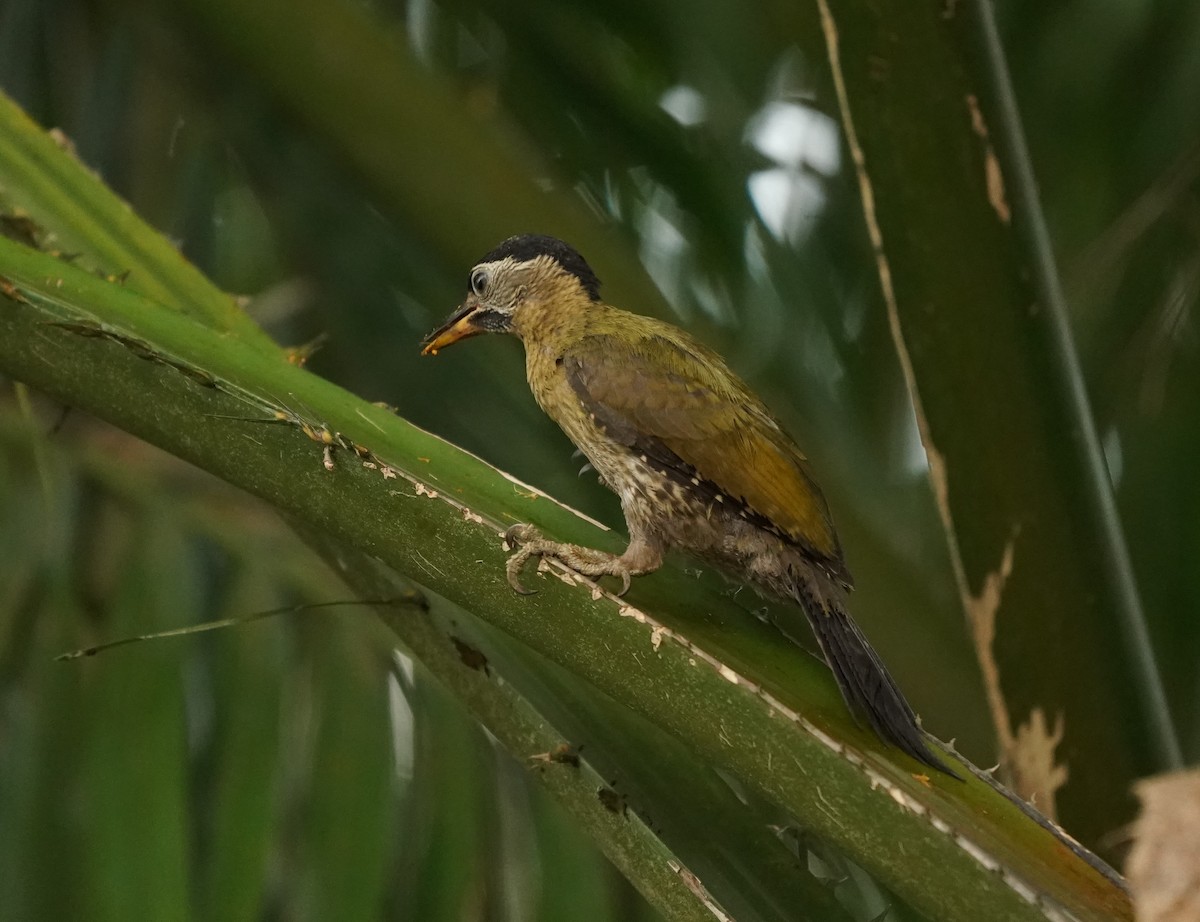 Laced Woodpecker - ML620100148