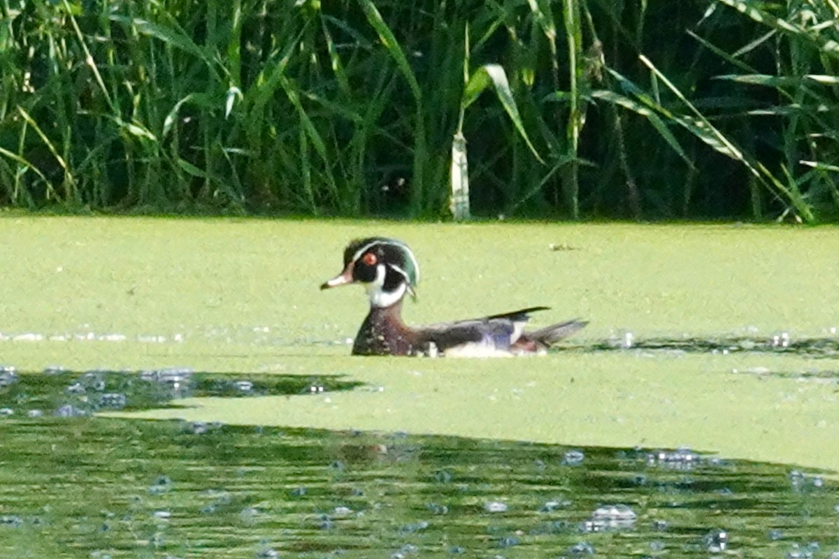 Wood Duck - ML620100151