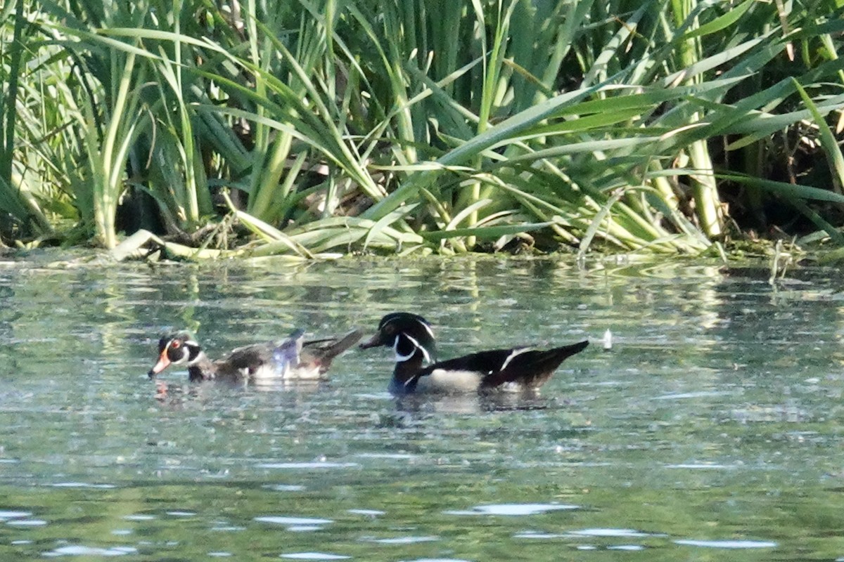 Wood Duck - ML620100152