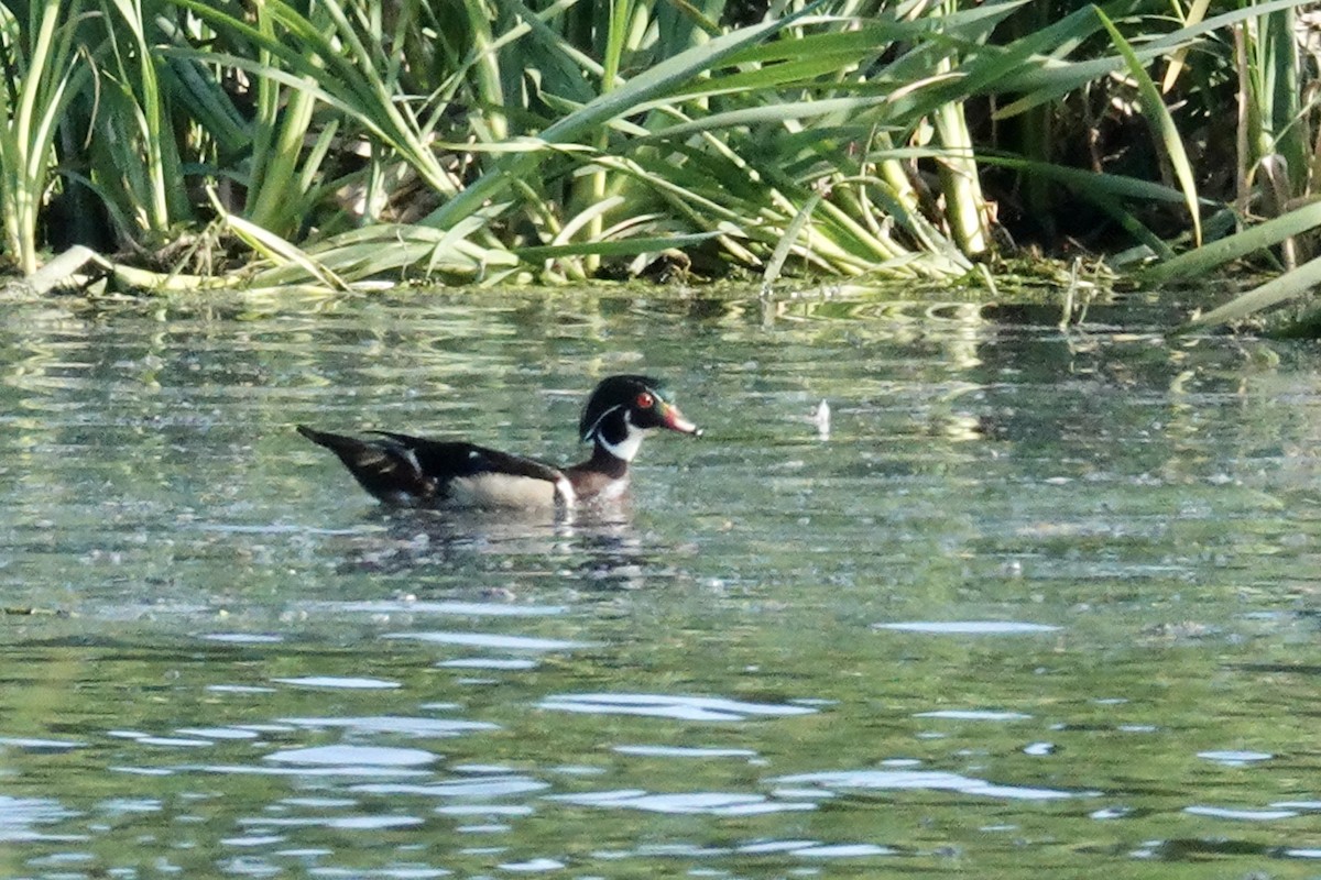Wood Duck - ML620100153