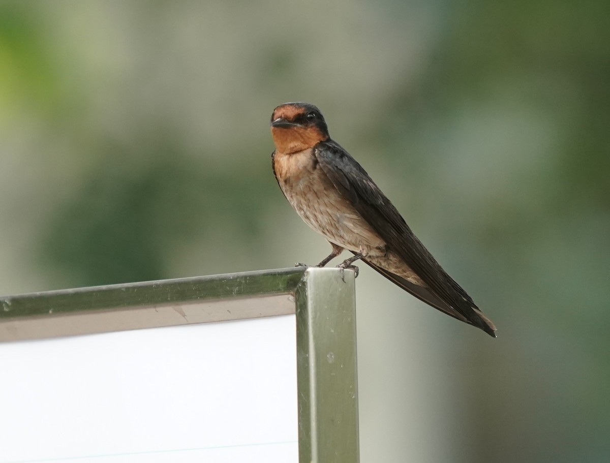 Pacific Swallow - ML620100156