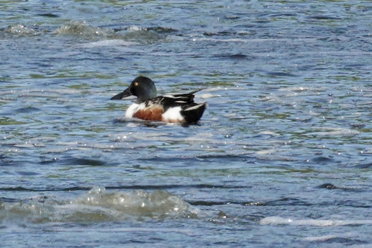 Northern Shoveler - ML620100157