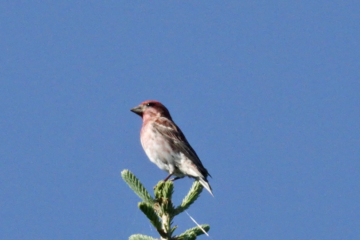 Purple Finch - ML620100158