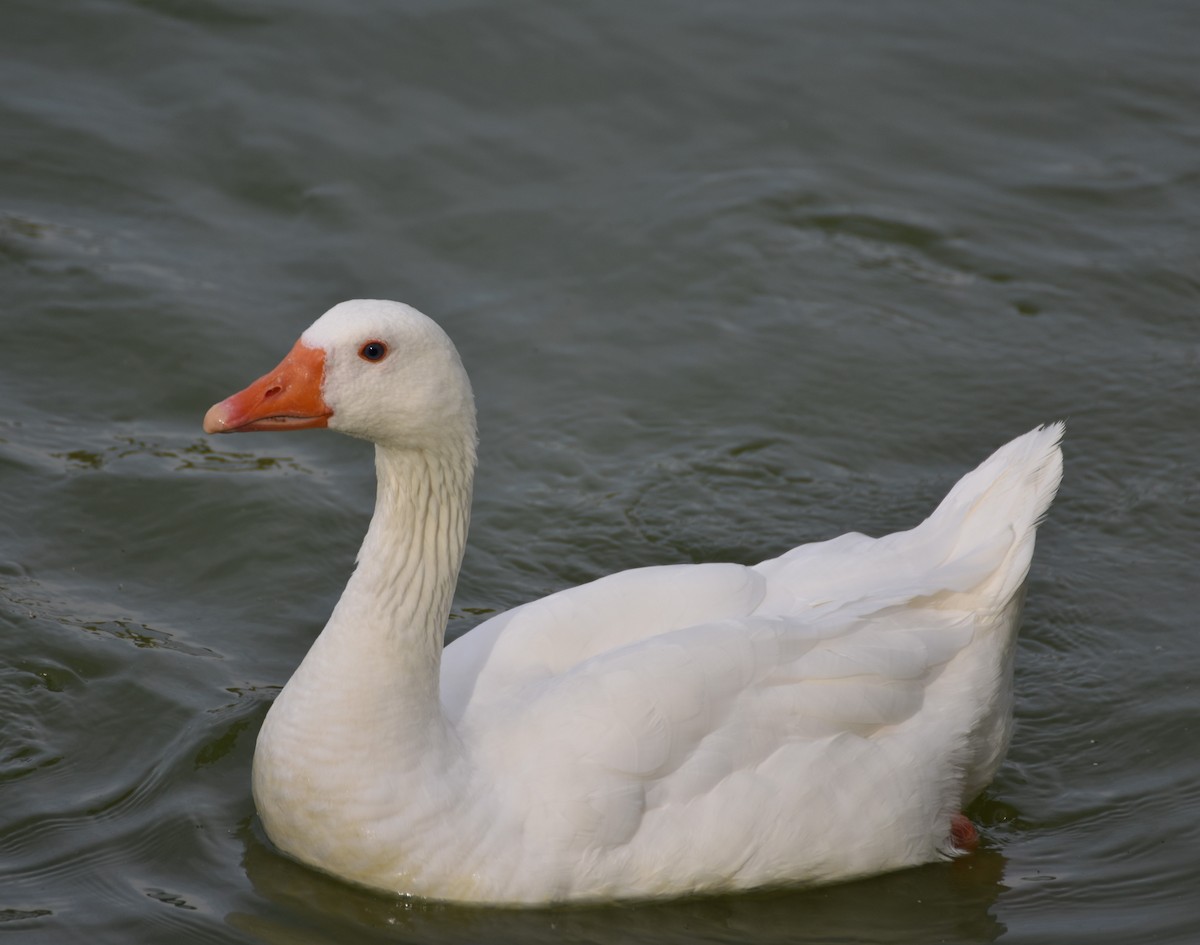 Graylag Goose (Domestic type) - ML620100163