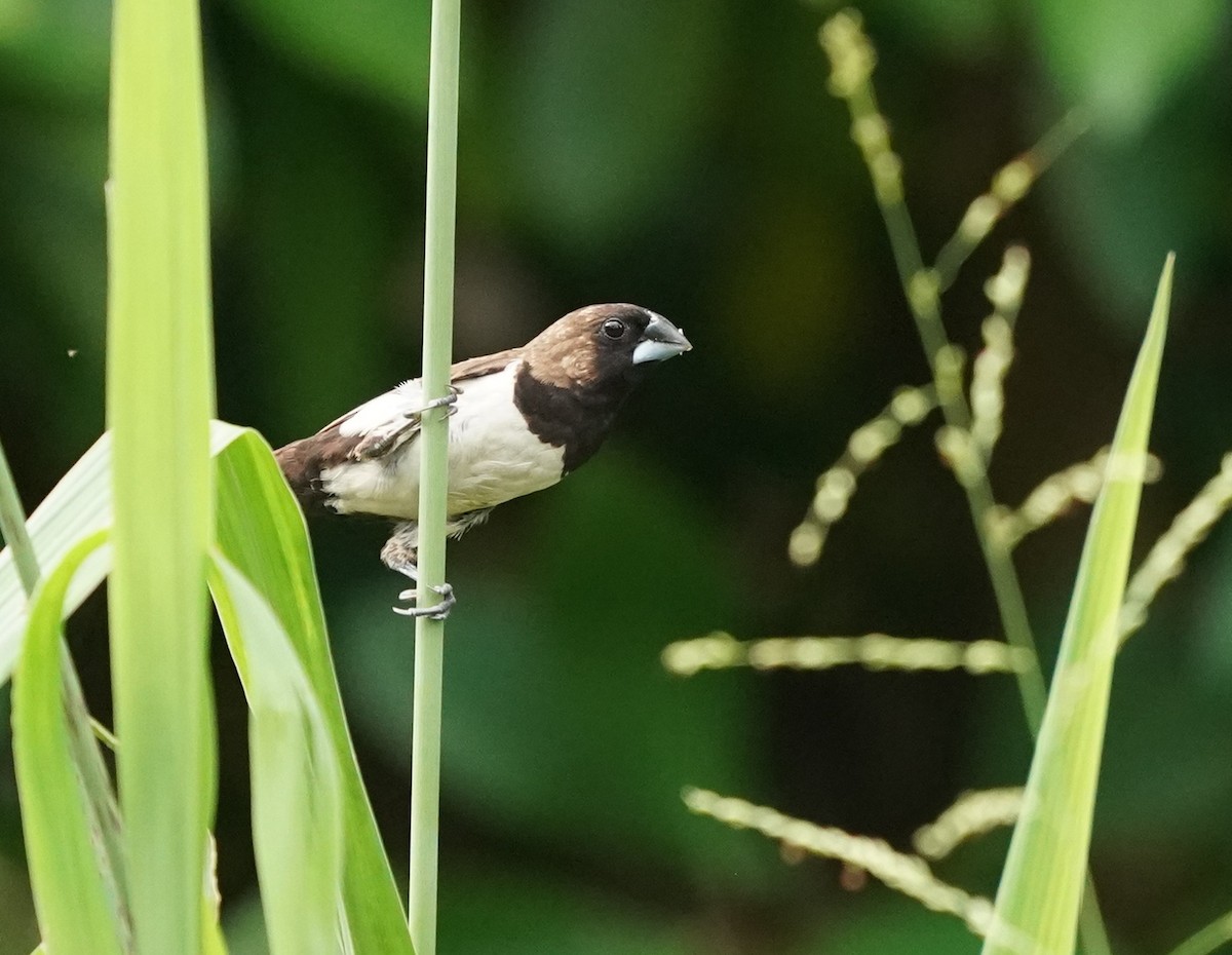 Javan Munia - ML620100167