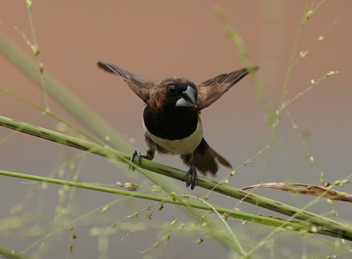 Javan Munia - ML620100169