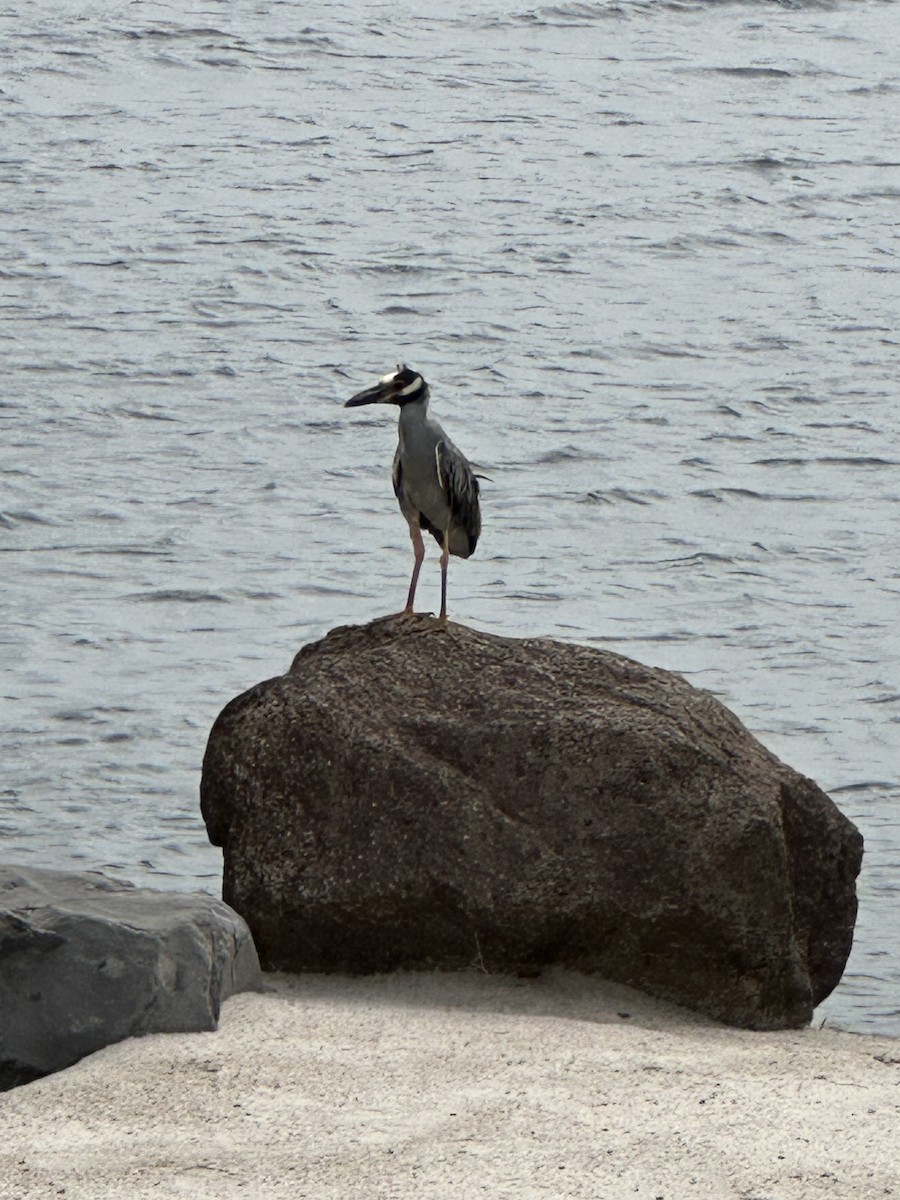 Yellow-crowned Night Heron - ML620100170