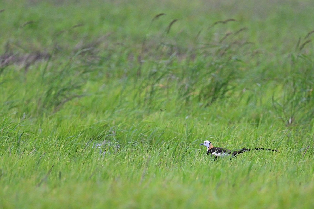 Pheasant-tailed Jacana - ML620100179