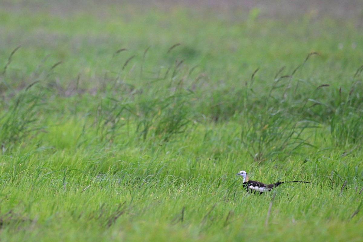 Pheasant-tailed Jacana - ML620100180