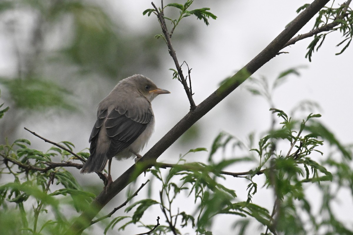 White-shouldered Starling - ML620100183