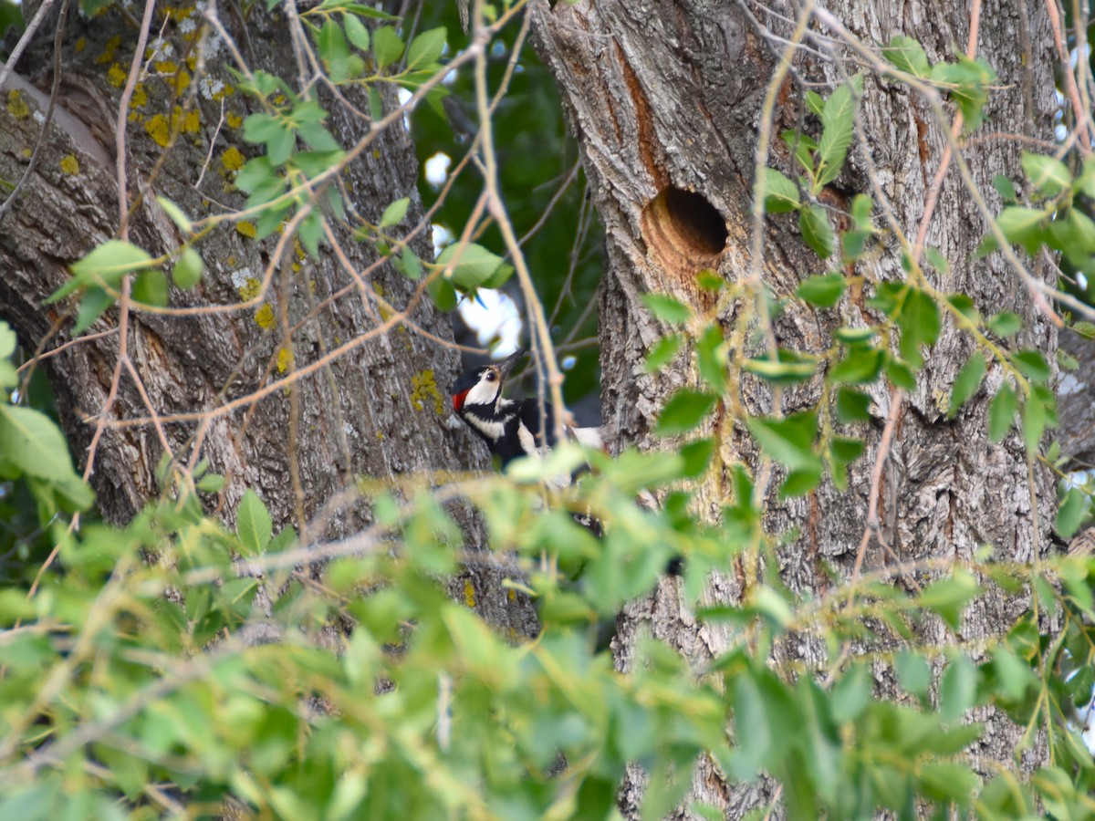 Great Spotted Woodpecker - ML620100186