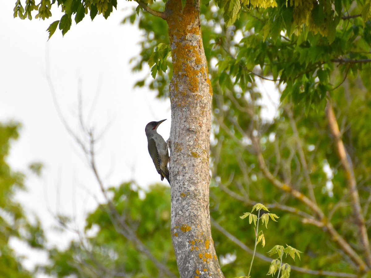 Iberian Green Woodpecker - ML620100189