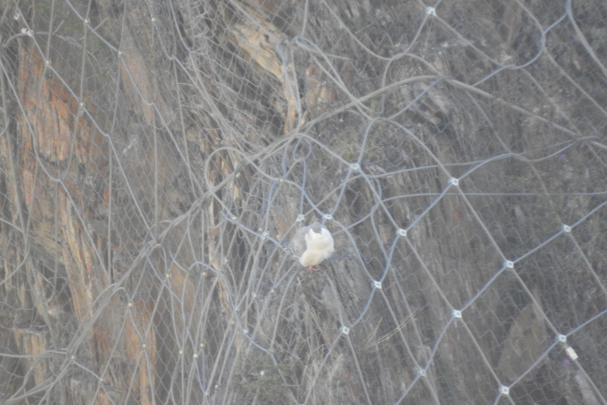 holub sněžný - ML620100197
