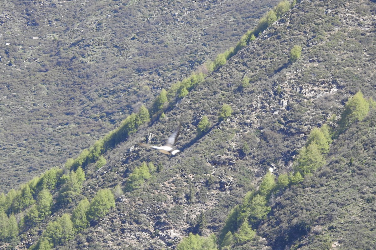 holub sněžný - ML620100198