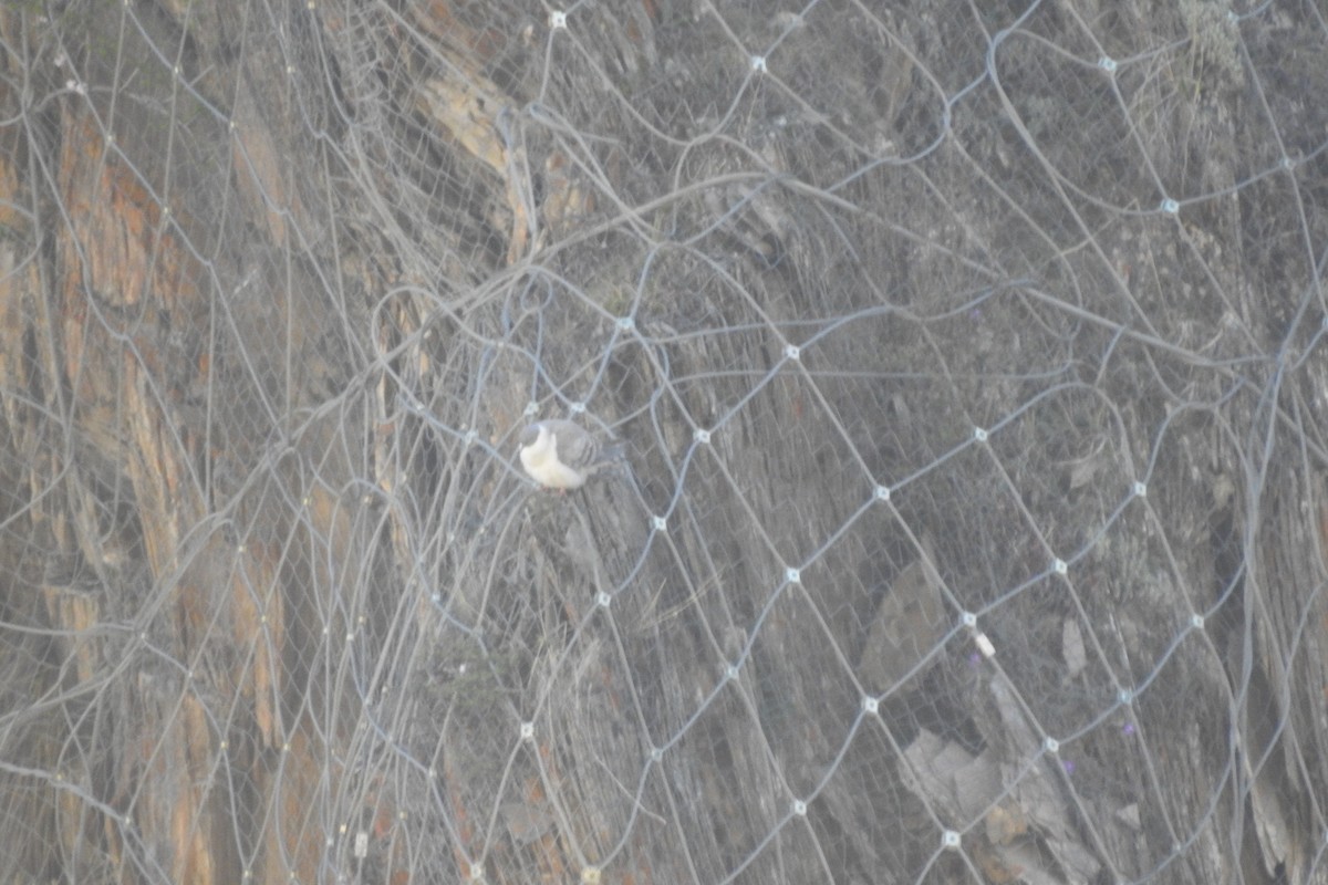 holub sněžný - ML620100199